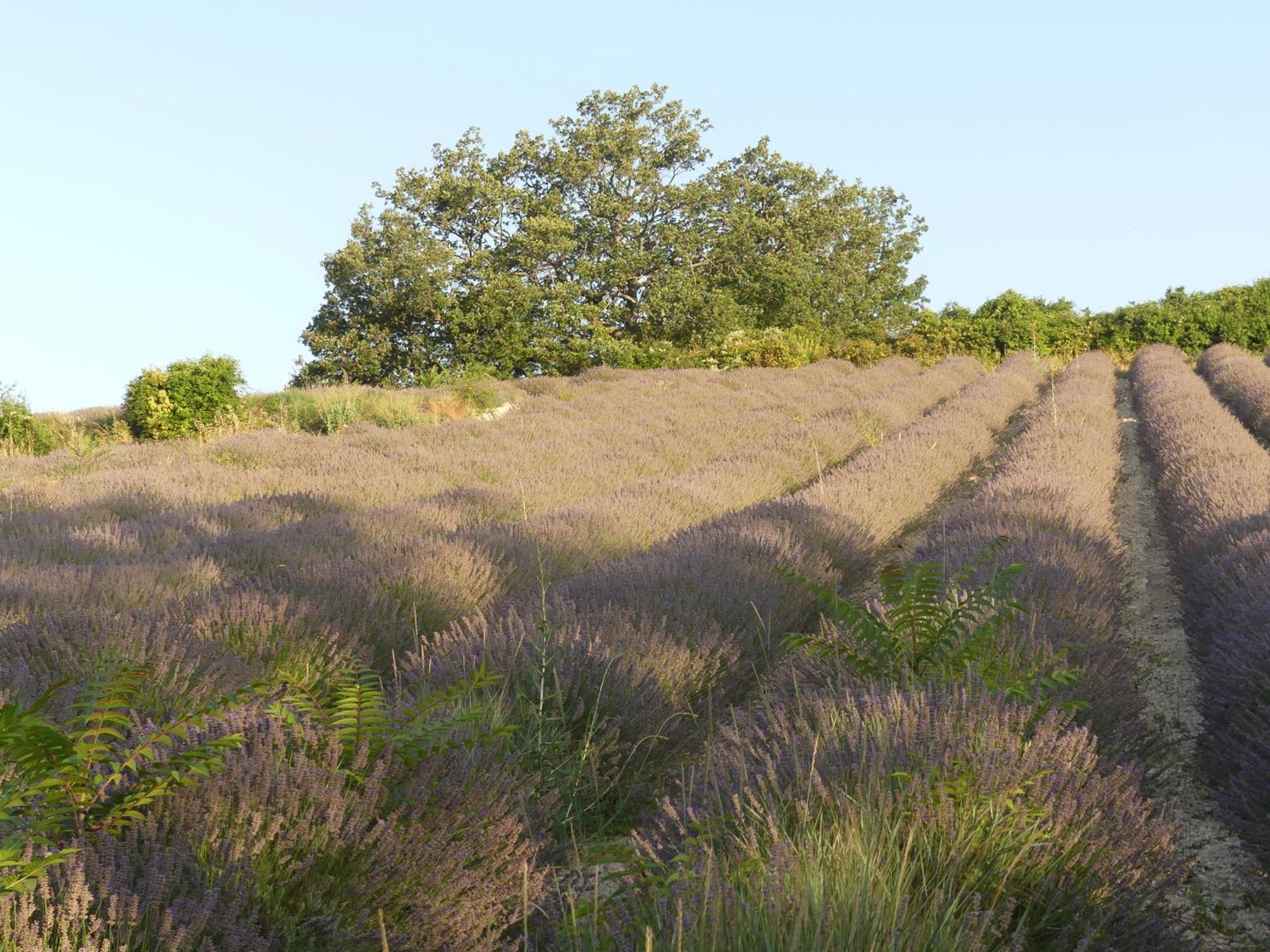 Maison De Campagne La Teranga Au Coeur Du Luberon 阿普特 外观 照片